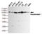 Hexokinase-1 antibody, TA346964, Origene, Western Blot image 