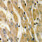 Long-chain-fatty-acid--CoA ligase 6 antibody, LS-C354162, Lifespan Biosciences, Immunohistochemistry paraffin image 