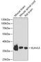 ELAV Like RNA Binding Protein 3 antibody, GTX33177, GeneTex, Western Blot image 