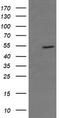 CD36 Molecule antibody, TA506366AM, Origene, Western Blot image 