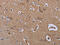 Zinc Finger CCCH-Type Containing 12A antibody, CSB-PA037047, Cusabio, Immunohistochemistry frozen image 