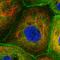 Coronin 1B antibody, HPA040113, Atlas Antibodies, Immunocytochemistry image 