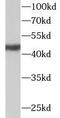 Angiopoietin-related protein 7 antibody, FNab00401, FineTest, Western Blot image 