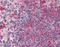 p60 antibody, ADI-CSA-815-D, Enzo Life Sciences, Immunohistochemistry paraffin image 