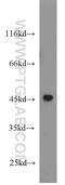 Bone Morphogenetic Protein 2 antibody, 18933-1-AP, Proteintech Group, Western Blot image 