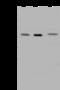 GPN-Loop GTPase 1 antibody, 202715-T36, Sino Biological, Western Blot image 