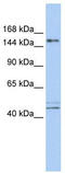 Activity Dependent Neuroprotector Homeobox antibody, TA345170, Origene, Western Blot image 
