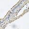 Desmoglein 1 antibody, FNab10507, FineTest, Immunohistochemistry frozen image 