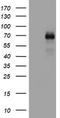 Lymphocyte activation antigen CD30 antibody, TA801726, Origene, Western Blot image 