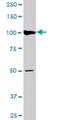 ATP/GTP Binding Protein 1 antibody, H00023287-M03, Novus Biologicals, Western Blot image 