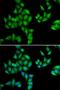 Protein BTG1 antibody, LS-C334659, Lifespan Biosciences, Immunofluorescence image 