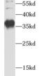 Aryl Hydrocarbon Receptor Interacting Protein antibody, FNab00239, FineTest, Western Blot image 