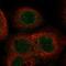 Abhydrolase Domain Containing 18 antibody, HPA051676, Atlas Antibodies, Immunocytochemistry image 