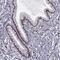 Zinc Finger Protein 19 antibody, HPA063685, Atlas Antibodies, Immunohistochemistry frozen image 