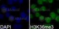 Histone H3.1t antibody, A2366, ABclonal Technology, Immunofluorescence image 