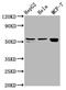 7-Dehydrocholesterol Reductase antibody, CSB-PA006844LA01HU, Cusabio, Western Blot image 