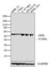 Rab GDP dissociation inhibitor alpha antibody, 71-0300, Invitrogen Antibodies, Western Blot image 