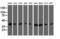 3-Hydroxyisobutyryl-CoA Hydrolase antibody, LS-C115327, Lifespan Biosciences, Western Blot image 