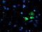 AP2M1 antibody, M06179-2, Boster Biological Technology, Immunofluorescence image 