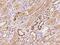Zinc Finger Protein 558 antibody, 203786-T08, Sino Biological, Immunohistochemistry frozen image 