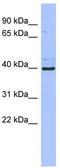 Zinc finger protein 42 homolog antibody, TA345600, Origene, Western Blot image 
