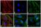 Mouse IgG (H+L) antibody, A-21424, Invitrogen Antibodies, Immunofluorescence image 