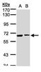 Sentrin-specific protease 2 antibody, orb74005, Biorbyt, Western Blot image 