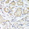 Nidogen 1 antibody, 23-523, ProSci, Immunohistochemistry frozen image 