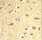 SRY-Box 4 antibody, LS-C97709, Lifespan Biosciences, Immunohistochemistry paraffin image 