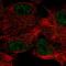 Carbonic Anhydrase 12 antibody, HPA073203, Atlas Antibodies, Immunocytochemistry image 