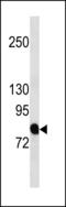 Amyloid beta A4 precursor protein-binding family B member 2 antibody, LS-C203830, Lifespan Biosciences, Western Blot image 