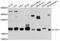 Coatomer Protein Complex Subunit Zeta 1 antibody, abx125703, Abbexa, Western Blot image 