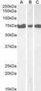 Inositol-Trisphosphate 3-Kinase C antibody, NBP1-36962, Novus Biologicals, Western Blot image 