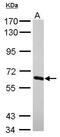 Nuclear RNA Export Factor 2B antibody, PA5-30767, Invitrogen Antibodies, Western Blot image 