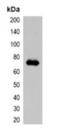 mCherry Tag  antibody, orb393336, Biorbyt, Western Blot image 
