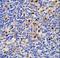 Leukotriene A(4) hydrolase antibody, LS-C163913, Lifespan Biosciences, Immunohistochemistry frozen image 