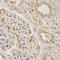 Urotensin 2 antibody, A06633-1, Boster Biological Technology, Immunohistochemistry paraffin image 