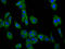 Dendrocyte Expressed Seven Transmembrane Protein antibody, LS-C680371, Lifespan Biosciences, Immunofluorescence image 