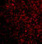 STEAP3 Metalloreductase antibody, 4311, ProSci, Immunofluorescence image 