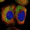 Family With Sequence Similarity 120A antibody, HPA019734, Atlas Antibodies, Immunofluorescence image 