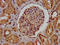 Agrin antibody, LS-C671895, Lifespan Biosciences, Immunohistochemistry paraffin image 