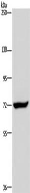 Zinc Finger CCCH-Type Containing 12A antibody, TA350159, Origene, Western Blot image 