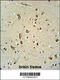 Carnosine Synthase 1 antibody, 55-271, ProSci, Immunohistochemistry paraffin image 