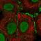 Gap Junction Protein Beta 4 antibody, PA5-65923, Invitrogen Antibodies, Immunofluorescence image 