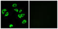 Leukocyte Immunoglobulin Like Receptor B4 antibody, abx014552, Abbexa, Western Blot image 