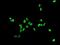 Androgen Receptor antibody, ab108341, Abcam, Immunocytochemistry image 