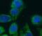 Parkin RBR E3 Ubiquitin Protein Ligase antibody, FNab06149, FineTest, Immunofluorescence image 