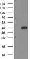 Hydroxyacid oxidase 1 antibody, CF502026, Origene, Western Blot image 