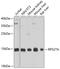 Ubiquitin-40S ribosomal protein S27a antibody, 18-452, ProSci, Western Blot image 