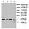 Pbp antibody, orb76227, Biorbyt, Western Blot image 